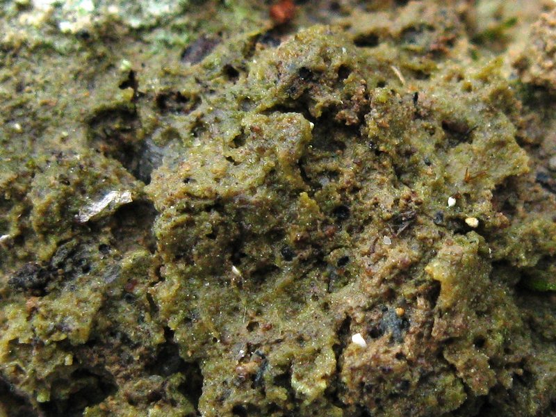 Представитель Семейства Thrombiaceae
